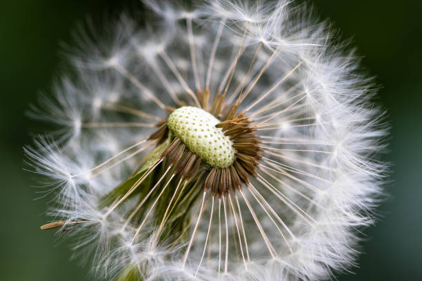 istock Closeup of the dandelion bracts. 1460726190