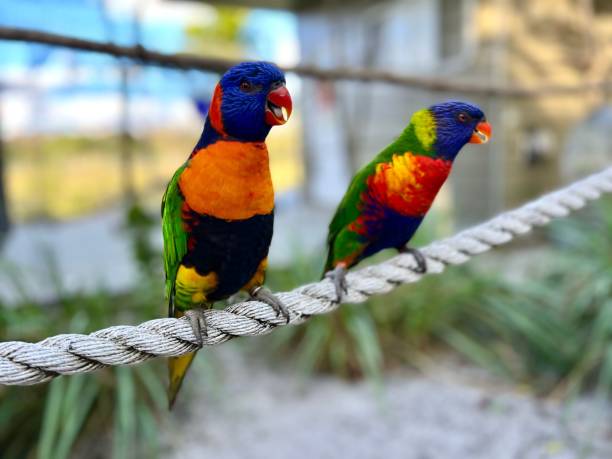 istock Colorful Rainbow lorikeets (Trichoglossus moluccanus) resting on the rope on the blurred background 1460726339