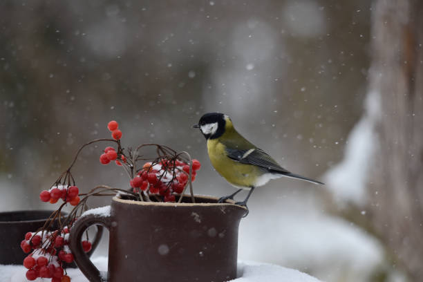 istock Fluffy great tit bird perched on a clay pot with red berries growing in it 1460726451