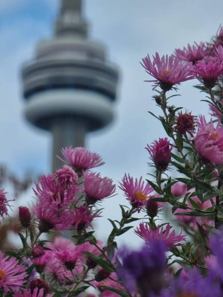 istock Tower building behind flowers in Toronto 1460726566