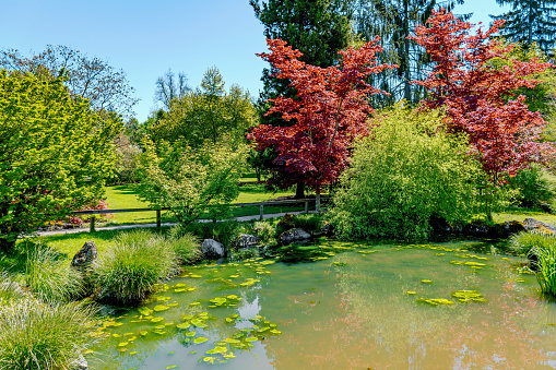 Beautiful park on a sunny day in spring at Arboretum Volcji potok near Radomlje, Sloevenia.