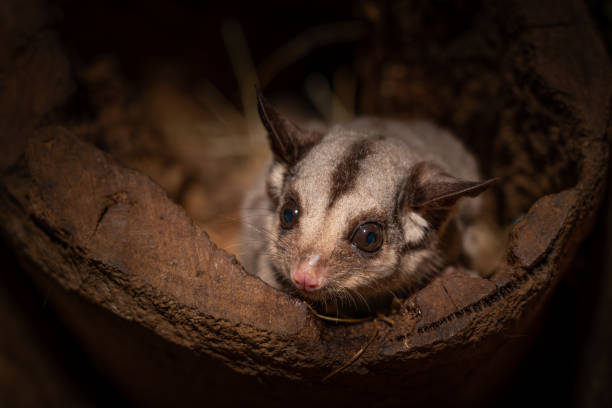 istock Closeup of a cute Sugar Glider Petaurus breviceps 1460726622