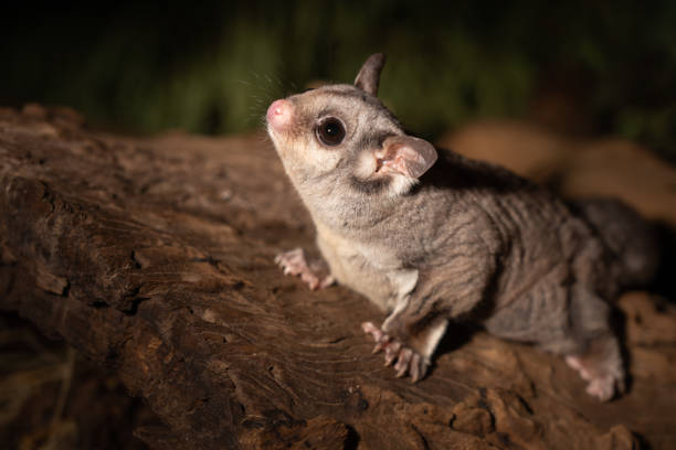 istock Closeup of a cute Sugar Glider Petaurus breviceps 1460726626