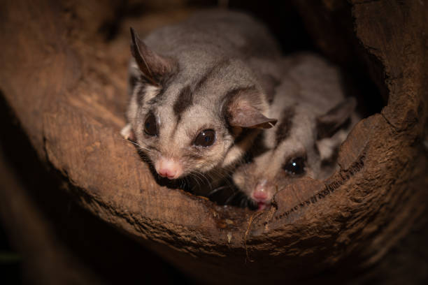 istock Closeup of two cute Sugar Glider Petaurus breviceps 1460726630