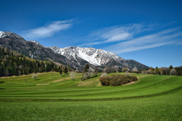 landscape in beautiful hiking paradise Schneeberg in spring. Snow mountain with snow covered peaks in the back, in front woodland+ green grass meadow