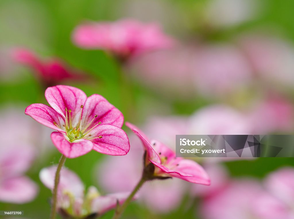 Rojo flores en un jardín - Foto de stock de Aire libre libre de derechos