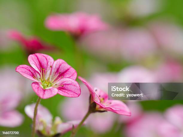Rojo Flores En Un Jardín Foto de stock y más banco de imágenes de Aire libre - Aire libre, Belleza de la naturaleza, Botánica