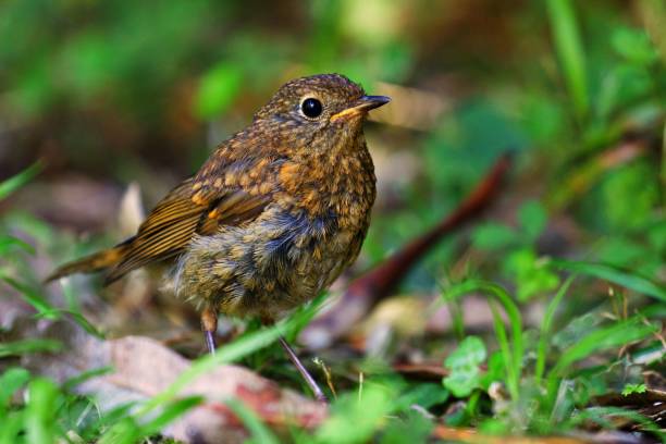 istock Macro shot of a European robin perching in the greenery 1460727186