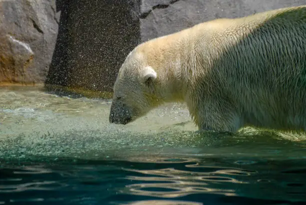 Photo of Beautiful shot of a big white bear going in water in the Brookfield Zoo
