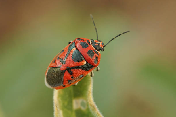 istock Closeup on a bright red mediterranean shieldbug, Eurydema ornata sitting on top of a green leaf 1460727873