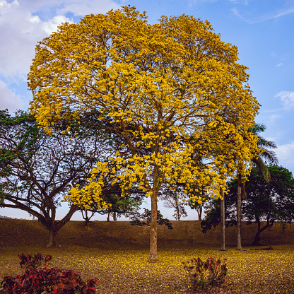 A large yellow pout tree in full bloom in the queens park savannah, port of spain, Trinidad