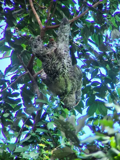 A Sloth perching on tree bark