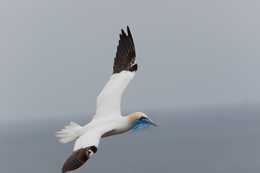 A flying gannet on Heligoland carries a blue plastic net in its beak.