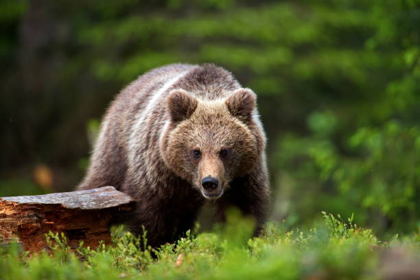 istock Brown bear in the forest in Finland 1460730417