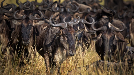 A group of buffalos in Masai Mara, Kenya