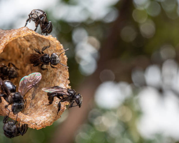 흐릿한 배경을 가진 들판의 둥지에서 침이없는 꿀벌의 근접 촬영 - stingless 뉴스 사진 이미지