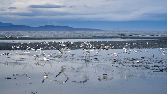 Seagulls and their reflections as they fly over a tidal pool with islands in the background.  Parksville, Vancouver Island, British Columbia, Canada.