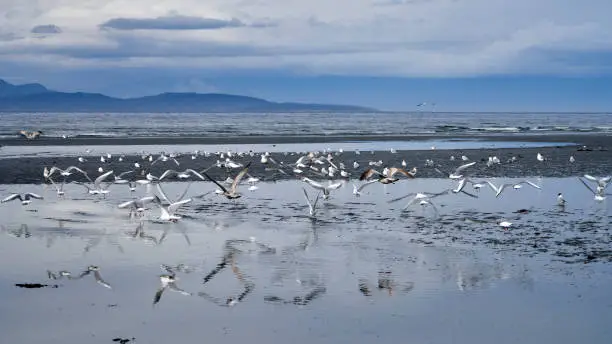 Photo of Seagulls flying over an ocean tidal pool at the beach and their reflections.