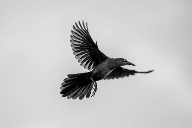 istock Grayscale closeup of a raven mid-flight 1460730733