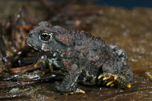 istock Close up on a juvenile Western toad, Anaxyrus boreas, sitting on the forest floor 1460730791