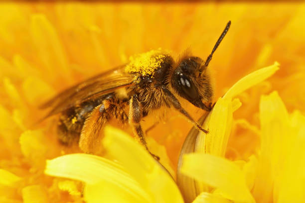 istock Closeup on a pollen covered female Buff-tailed mining bee, Andrena humilis 1460730816