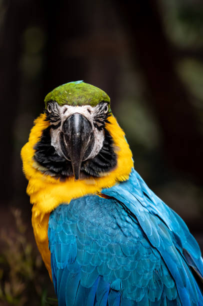 Vertical shot of a macaw looking curiously at the camera A vertical shot of a macaw looking curiously at the camera ara arauna stock pictures, royalty-free photos & images
