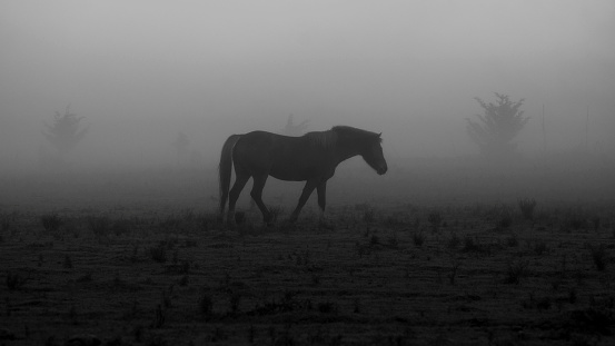 A grayscale shot of a beautiful horse walking in the field and the fog covering the place