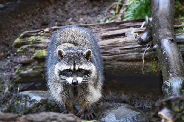 istock Wild raccoon walking in the forest 1460731846
