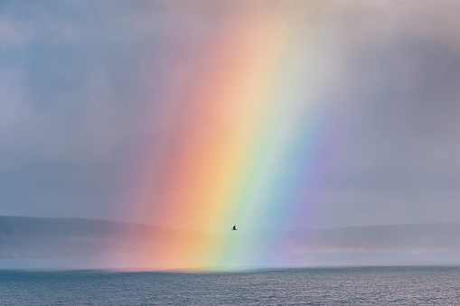 Bird Flies Through Rainbow