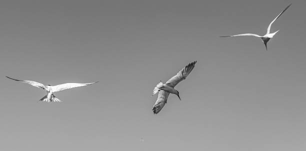 istock Grayscale of flying herons in the sky 1460732209