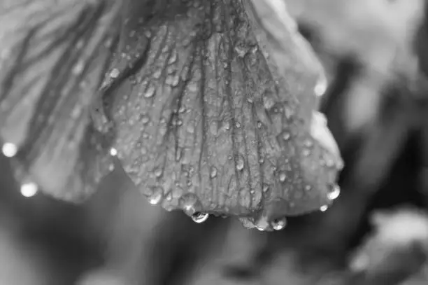 Photo of Grayscale closeup shot of water droplets on a leaf