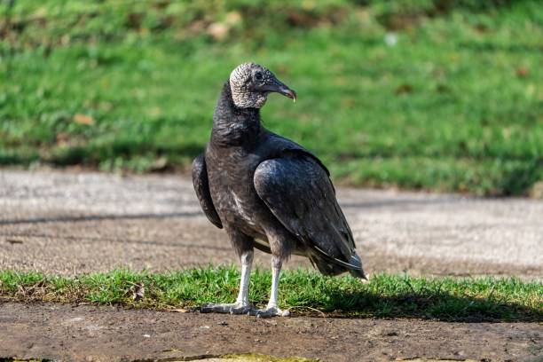 istock Selective focus of the vulture (Cathartes aura) on the ground looking aside with a blurry background 1460732331