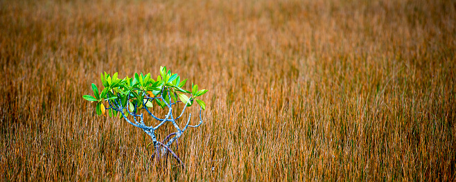 A green tree in a field with dry grass