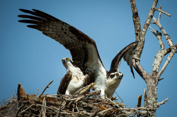 istock Couple of ospreys (Pandion haliaetus) on their nest 1460732419