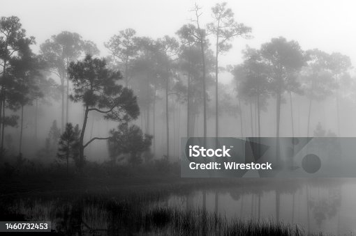 istock Lake and its surrounding trees in thick fog 1460732453