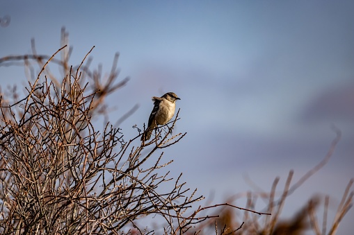 A close-up shot of a typical shrike sitting on a leafless tree
