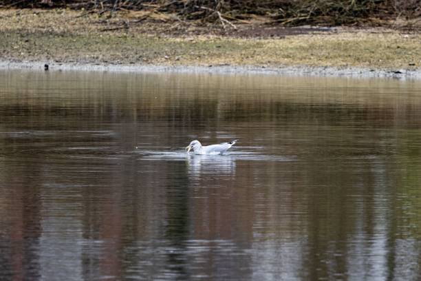 istock Large white-headed gull swimming in a pond 1460732626