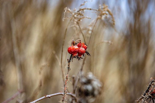 A close-up shot of dry rosehips growing in a garden with a blurred background