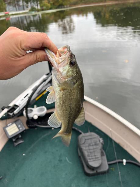 istock Vertical shot of a person's hand holding a bass fish. 1460732864