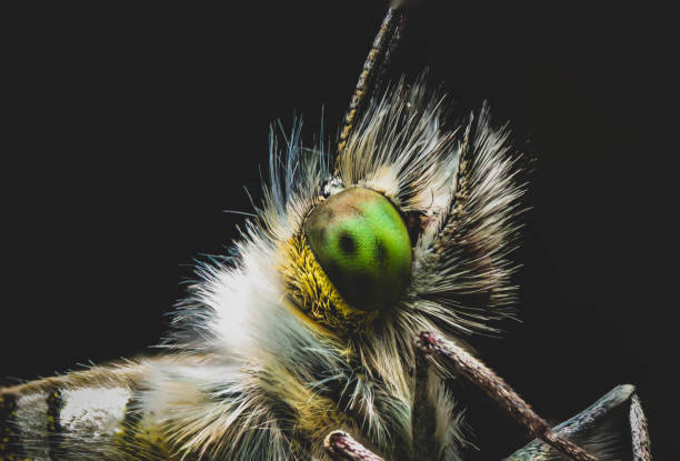 istock Closeup shot of a bug isolated on a black background 1460732892