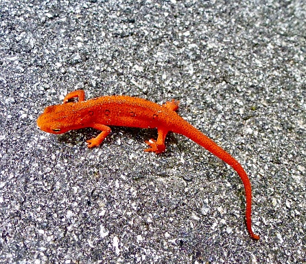 A closeup shot of a Eastern Red-spotted newt (Notophthalmus viridescens) on the ground
