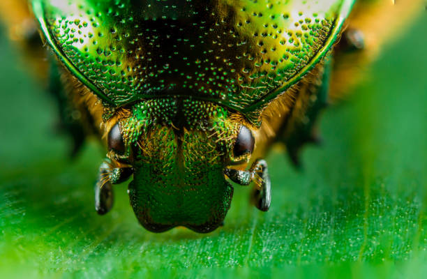 istock Closeup shot of a bug in a forest during the day 1460732934