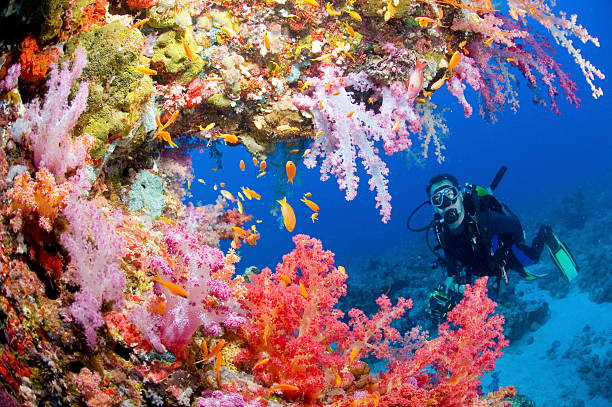 海が赤色 - scuba diving ストックフォトと画像