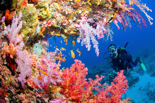 Scubadiver in Red Sea reef