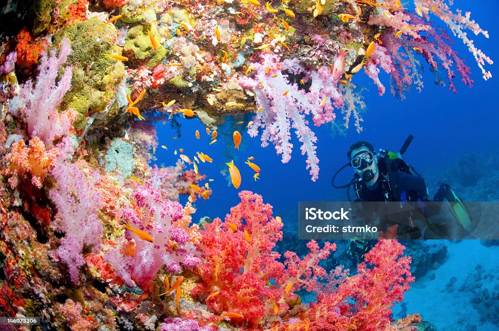 The sea is red Scubadiver in Red Sea reef Reef Stock Photo