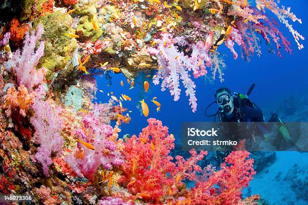 The Sea Is Red Stock Photo - Download Image Now - Reef, Scuba Diving, Underwater Diving
