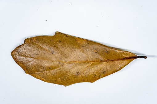 A closeup of a dried Oak leaf isolated on a white background