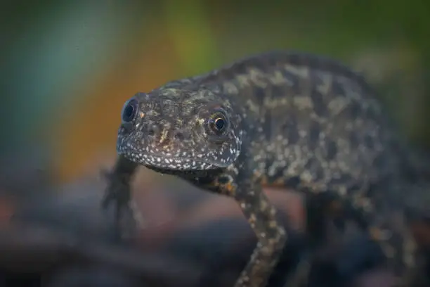 Closeup on the head of an aquatic Macedonian crested newt, Triturus macedonicus underwater