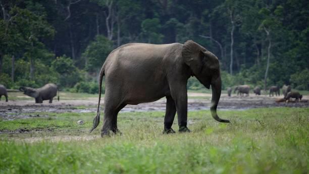 istock Beautiful closeup of an elephant walking in a field 1460733191
