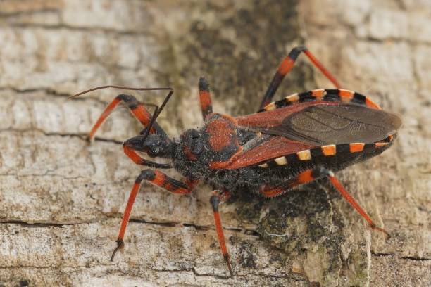 istock Closeup on a Mediterranean red assassin bug, Rhynocoris iracundus, sitting on wood 1460733375